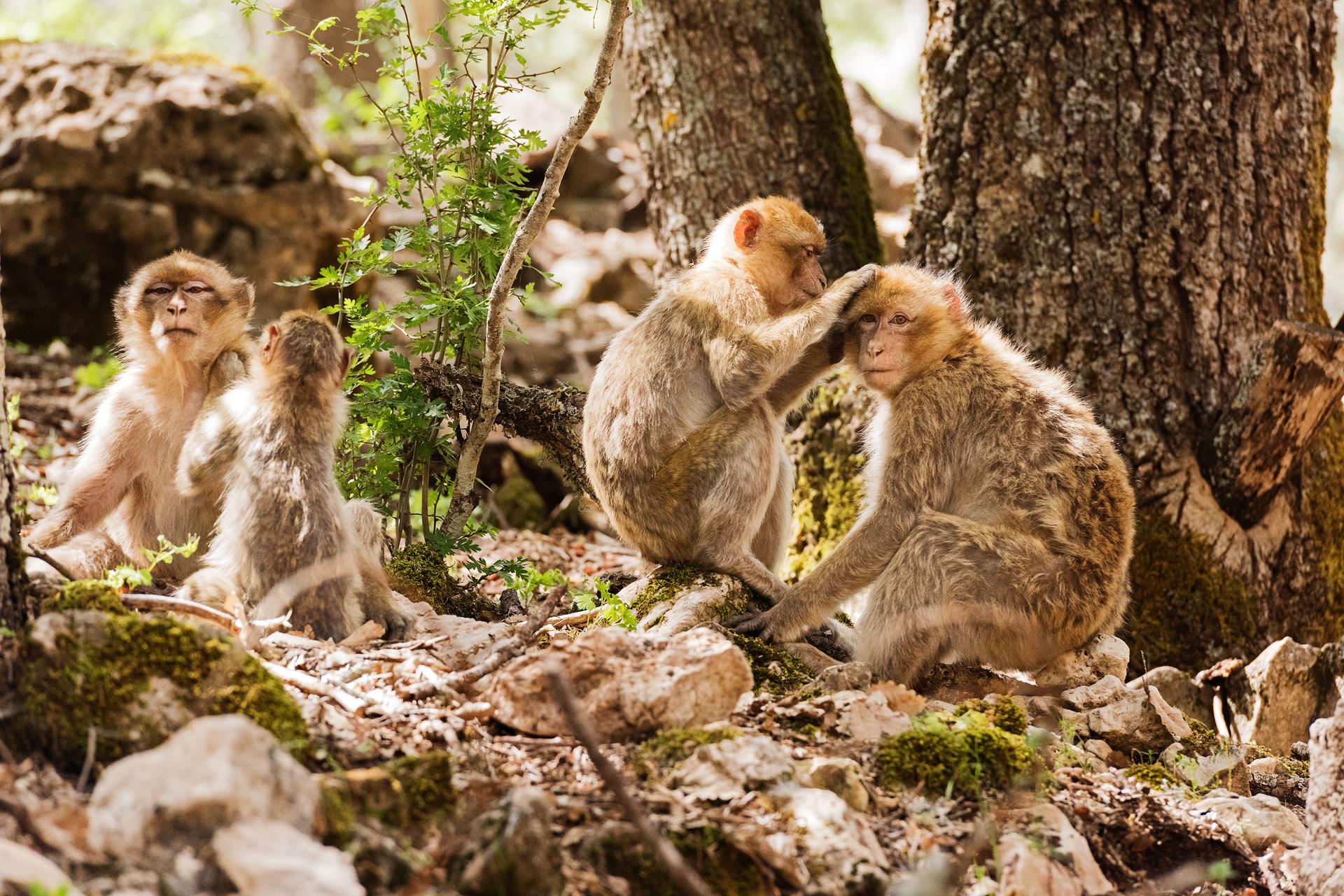 Michlifen Resort & Golf Ifrane  Esterno foto Barbary macaques